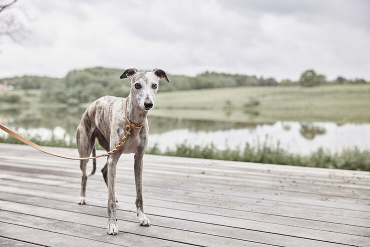 OYOY Living Design Robin Hundesnor - M/L Natur