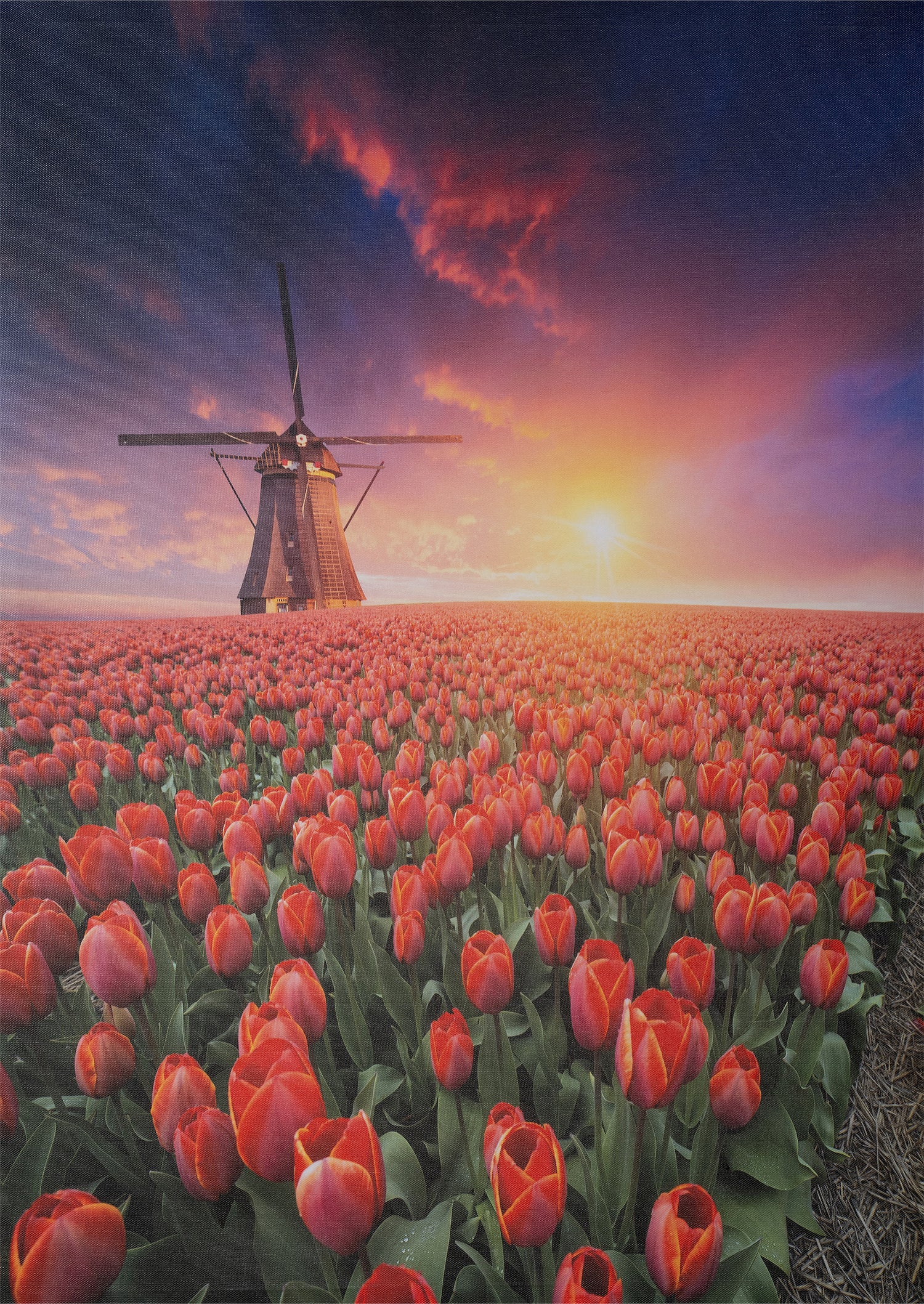 Intratuin tuinschilderij Canva molen 70 x 50 cm