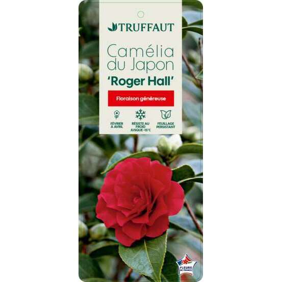 Camellia japonica 'Roger Hall ': H. 40/50 cm ctr 3L
