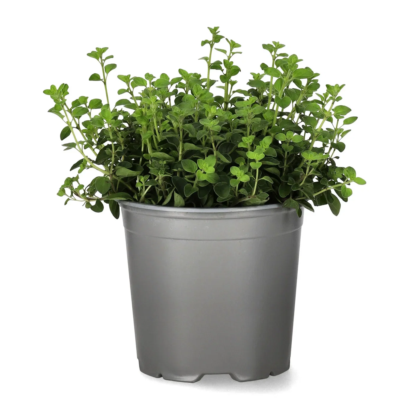 Origanum vulgare 14 cm Bergmynte Ø14 cm
