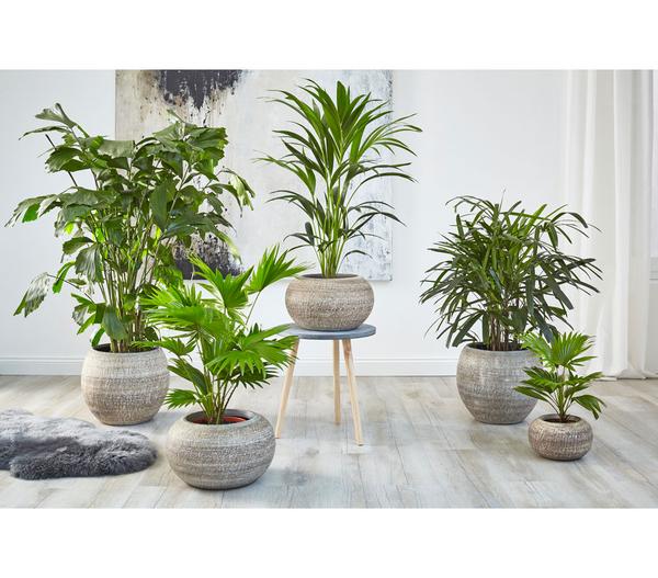 Fischschwanzpalme - Caryota mitis