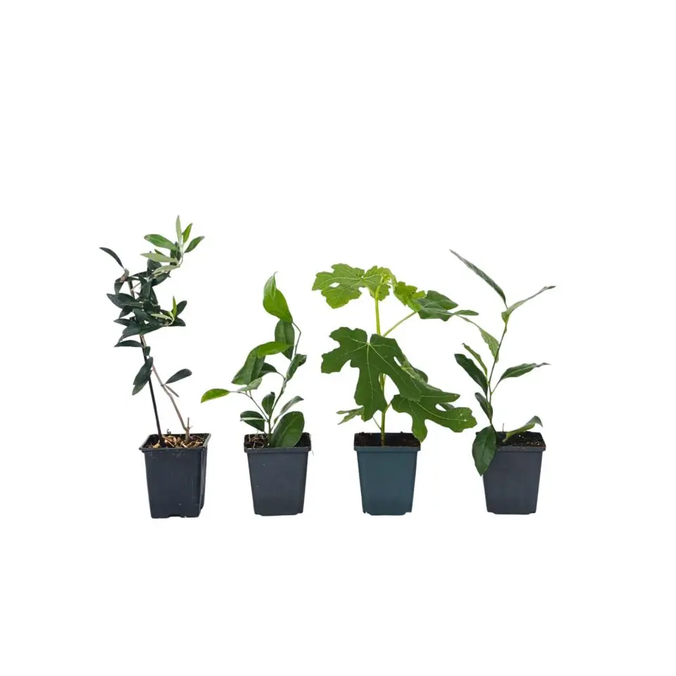 Mix fruitbomen - Set van 4 - Hoogte 25-40cm - ⌀9cm