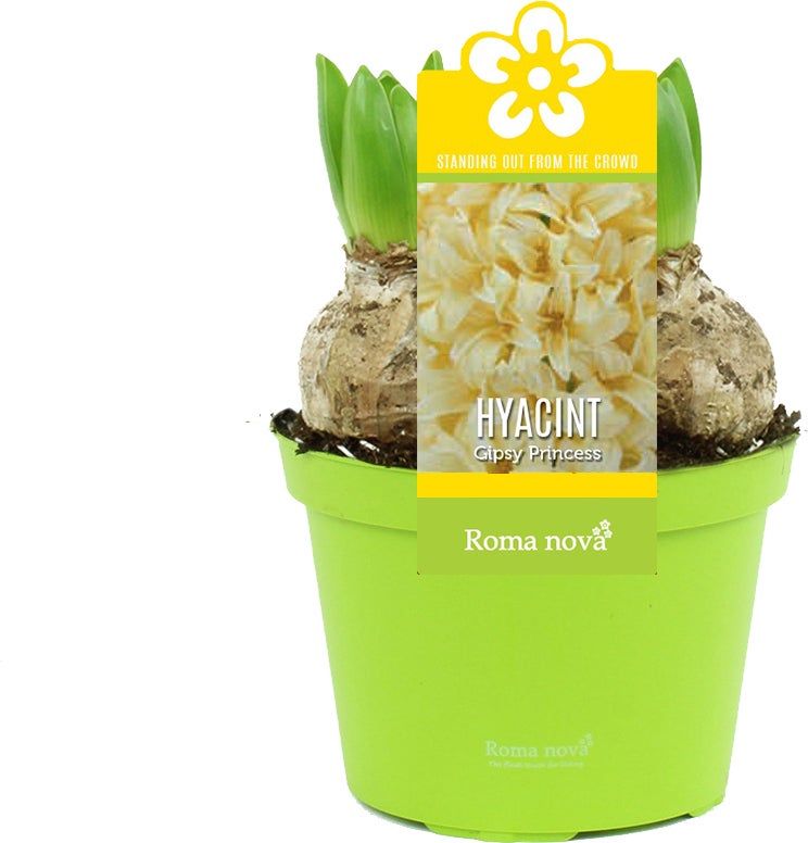 Hyacint (Hyacint 'Gipsy Princess') D 12 H 12 cm