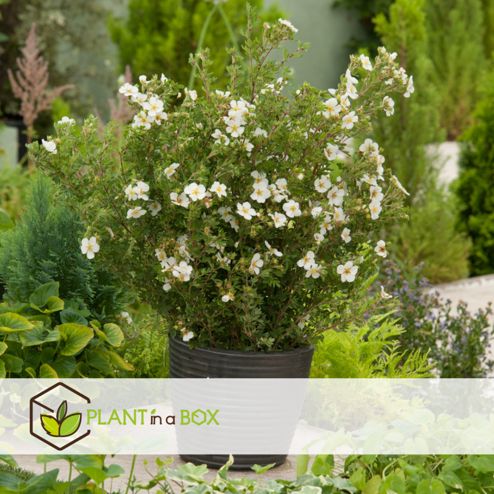 Potentilla abbotswood - set de 2 - potentille arbustiv -pot 17cm-hauteur 20-30cm