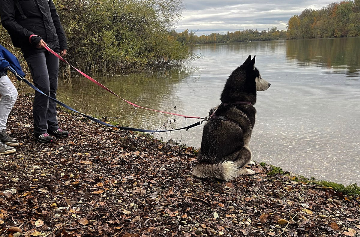 Husky Wanderung Eggenstein-Leopoldshafen