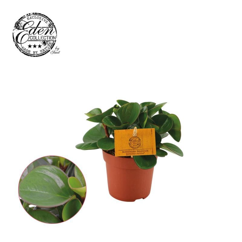 Peperomia Obtipan - Kamerplant - 10.5 cm