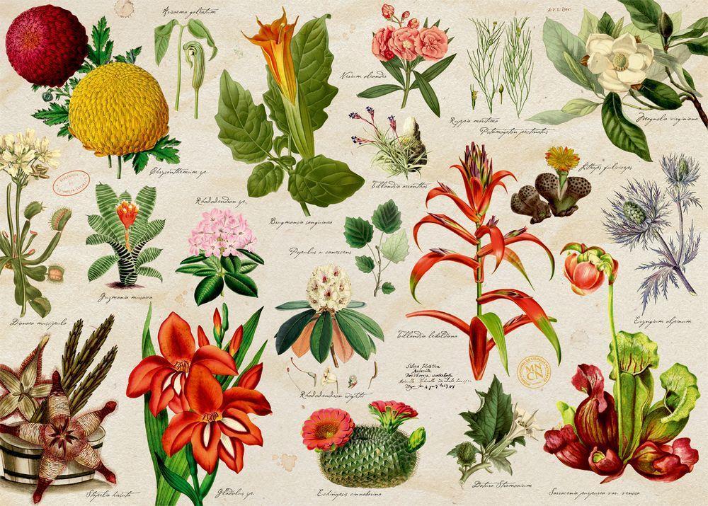 Illustrierte Pflanzenwelt, Puzzle