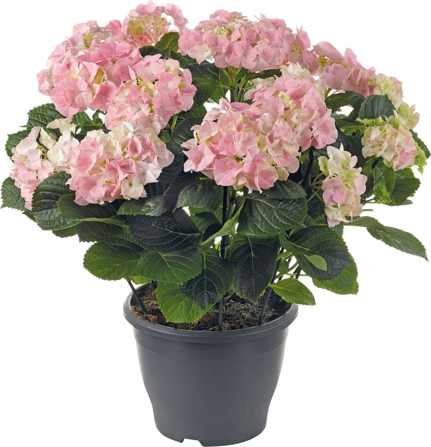 Hortensia (Hydrangea macrophylla) roze D 30 H 60 cm