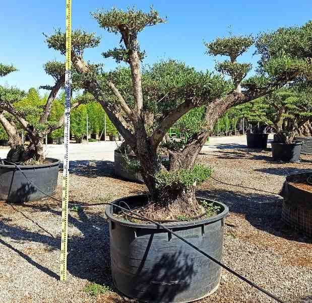 Olea europaea (oliviers) multi-plateaux blanc - taille multi-plateaux - pot 375l - 200/250cm