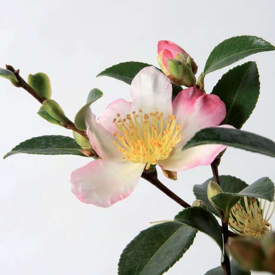 Camellia sasanqua : H 30/40 cm, ctr 3 Litres