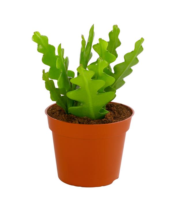Sägeblattkaktus - Epiphyllum anguliger