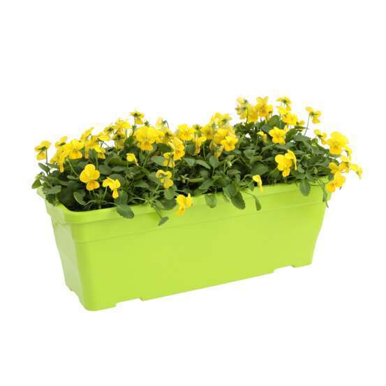 Viola cornuta en jardinière 40cm - Coloris variables