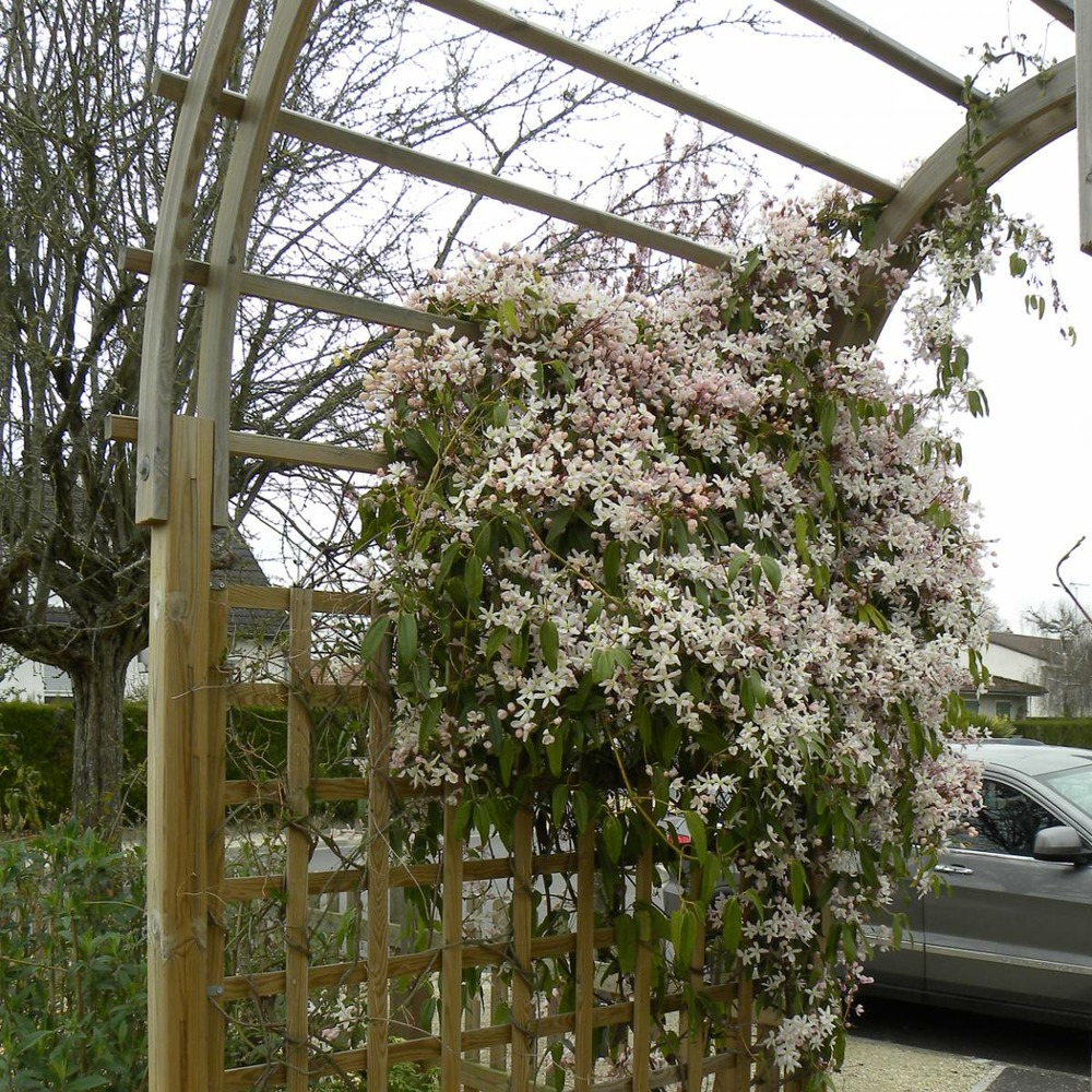 Clématite armandii apple blossom/clematis armandii apple blossom[-]pot de 6l - tipi bambou 90/150 cm