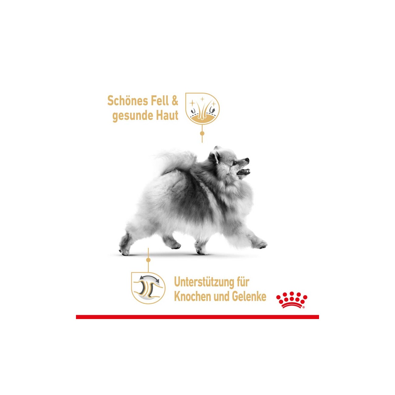 ROYAL CANIN Breed Pomeranian Feuchtnahrung für Zwergspitze als Mousse (>8 Monate)12x85g