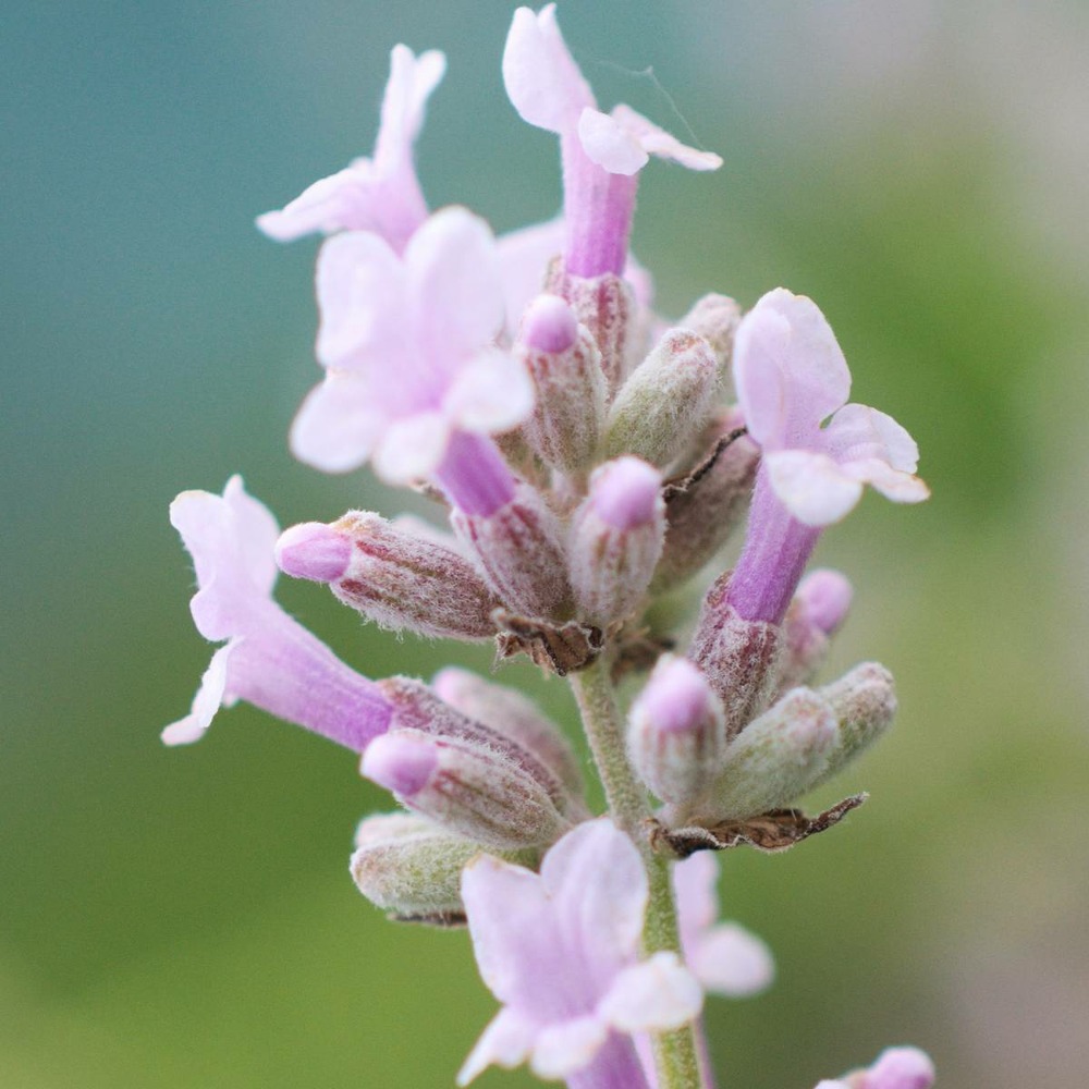 Lavande angustifolia rosea/lavandula angustifolia rosea[-]godet - 5/20 cm