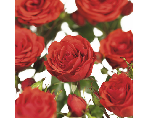 Klimrozen COURTYARD® FloraSelf Rosa Jive COURTYARD® H 90-110 cm Co 3 L