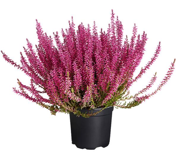 Knospenheide 'Angie', gefärbt