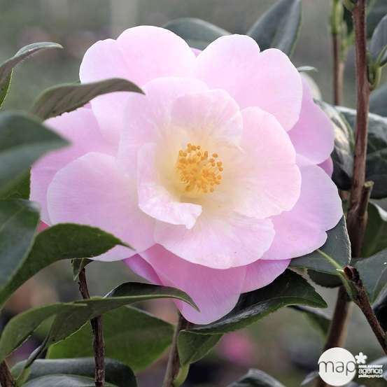 Camellia 'Nicky Crisp' : H 60/70 cm, ctr 8 Litres