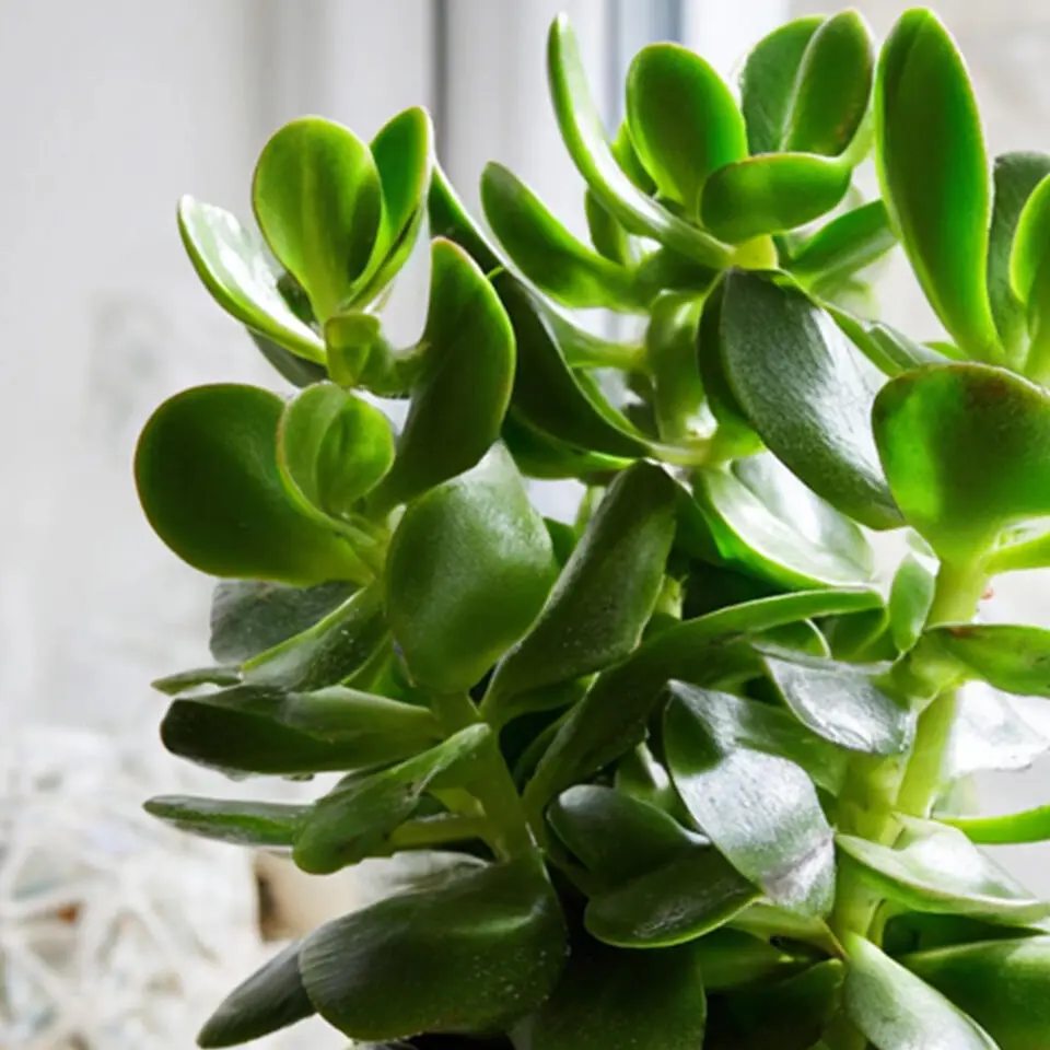 Geldboom - Crassula ovata - Hoogte 15-25 cm - ø 12 cm