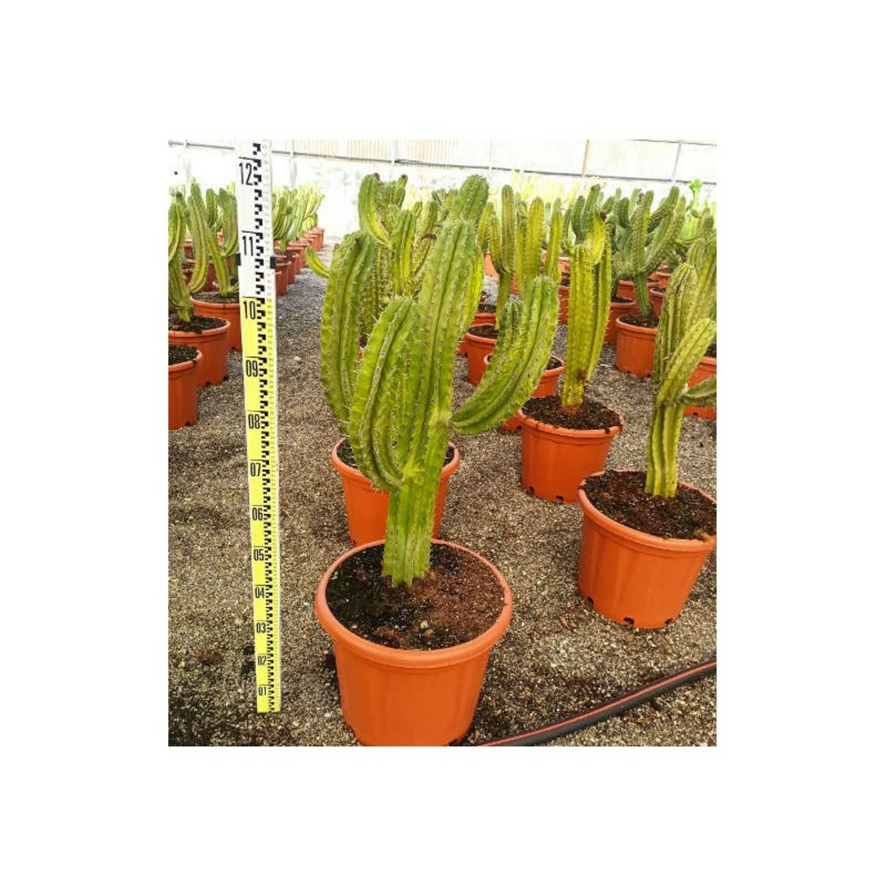 Polaskia chula taille pot de 25l - 80/100cm