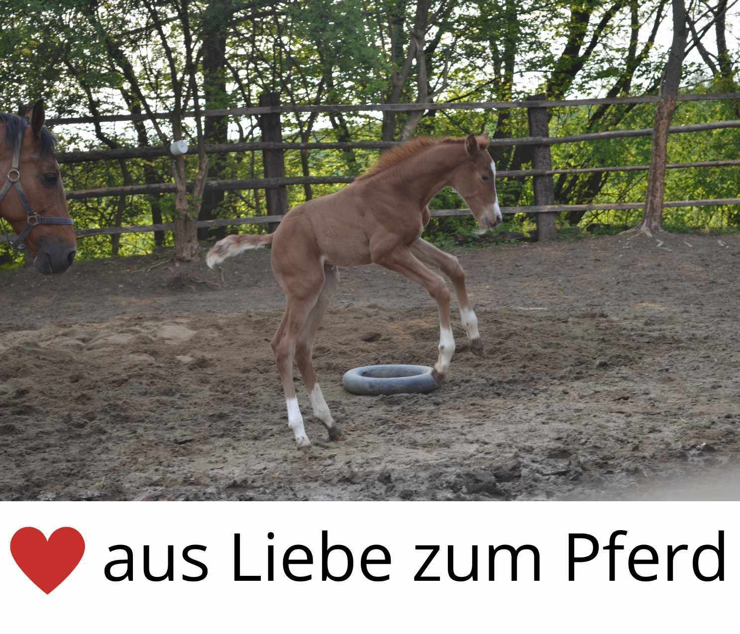 AMKA Fohlendecke