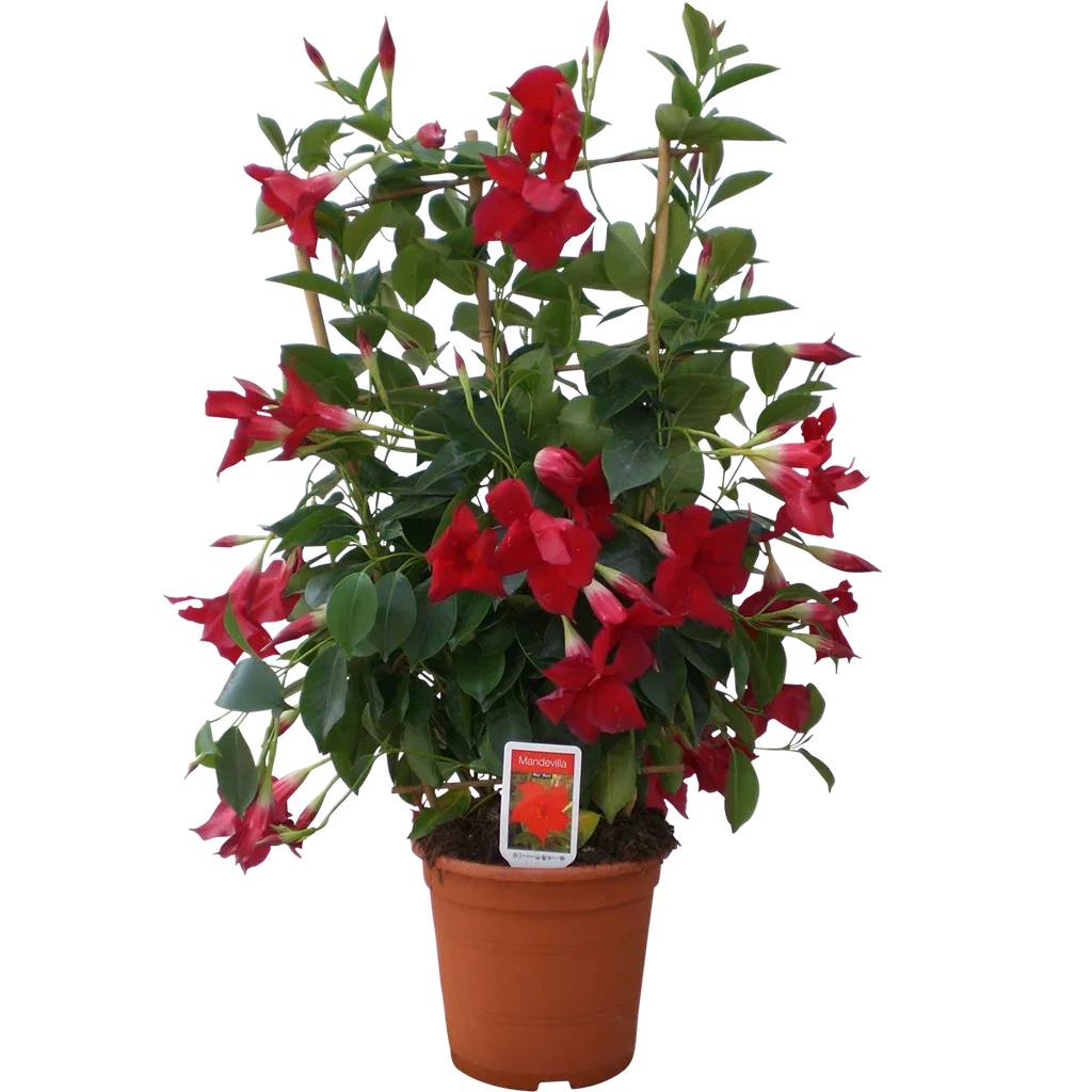 Mandevilla Ynde Ø23 cm