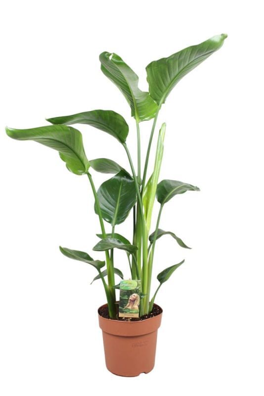 Strelitzia Nicolai (paradijsvogelplant) - Kamerplant - 21 cm