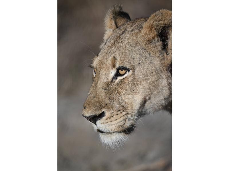Nikon Fotokamera Z8 100-400 KIT Vollformat-Hybridkamera mit superscharfem, aussergewöhnlich vielseitigem Zoomobjektiv