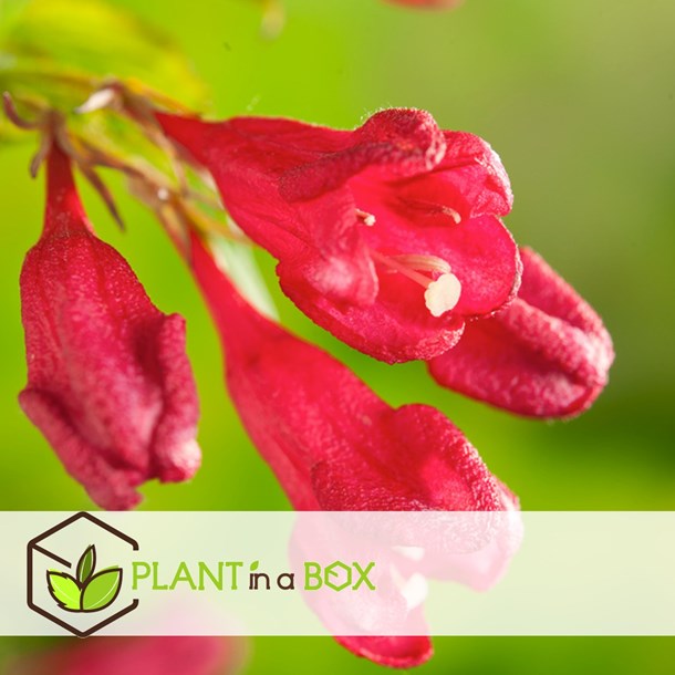 Weigela red prince - 4