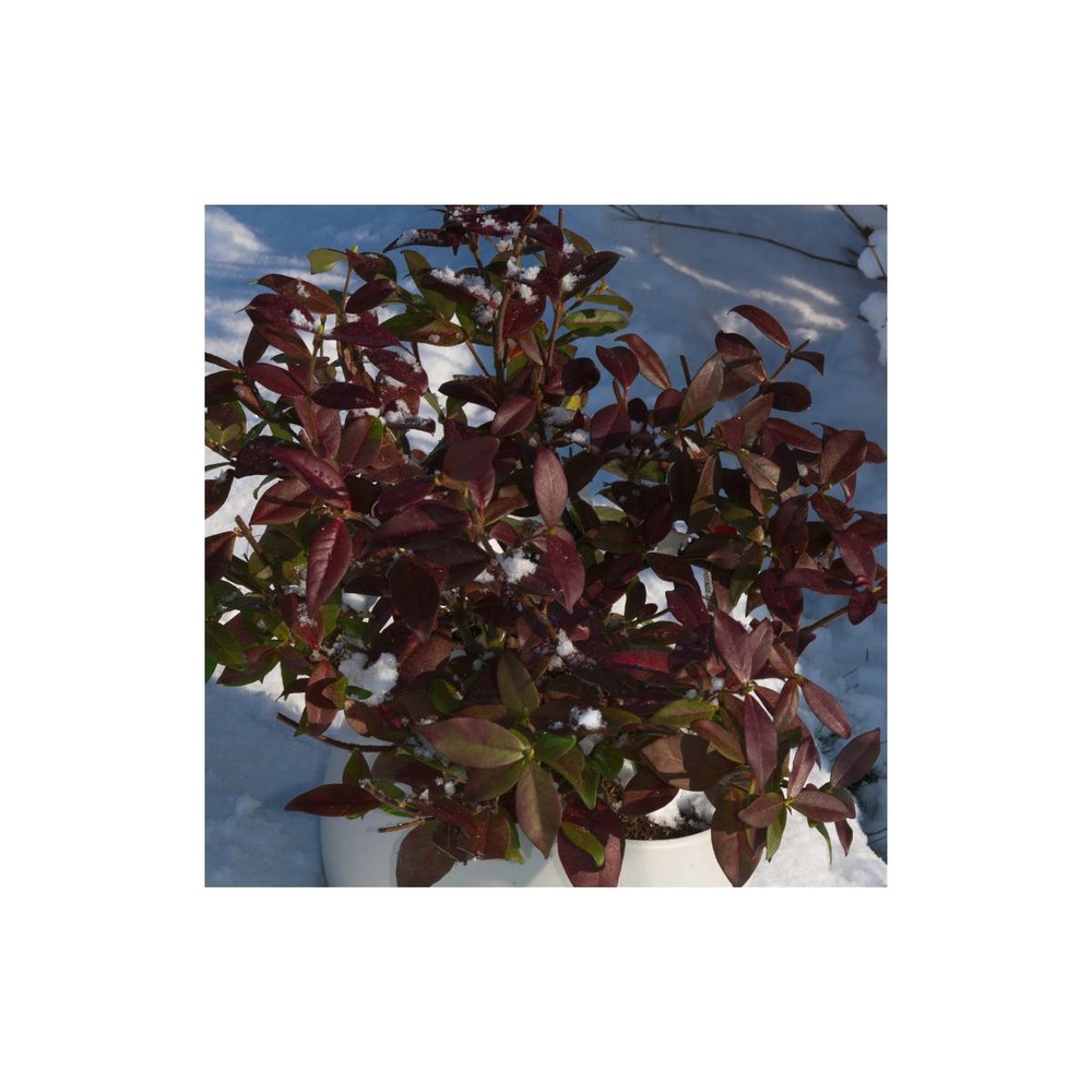 Jasmin étoilé winter ruby® 'trared'/trachelospermum winter ruby® 'trared'[-]godet - 5/20 cm