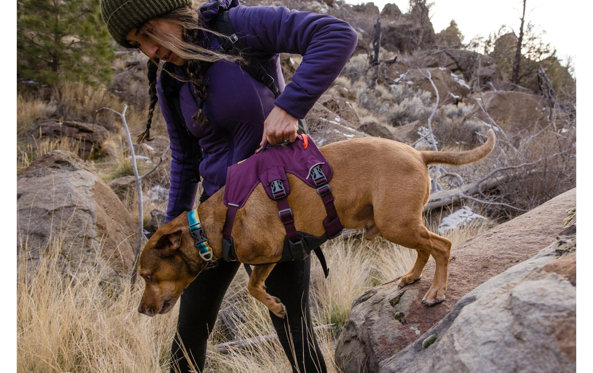 Geschirr Web Master Purple Rain SmallHundegeschirr