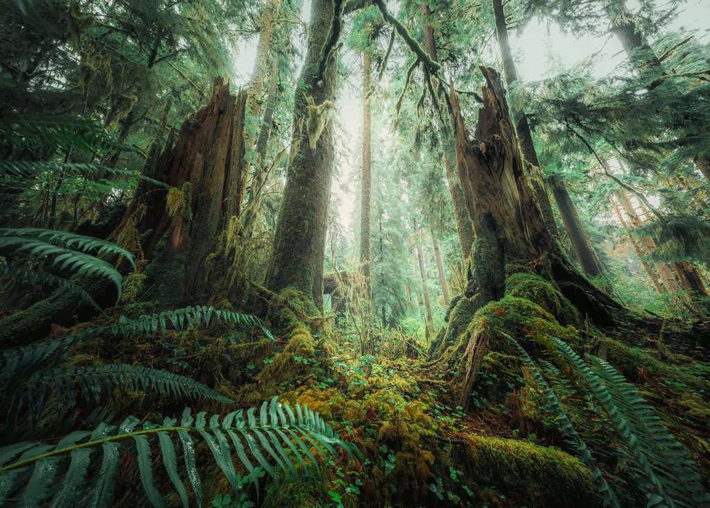 Ravensburger Spiel Faszinierender Wald