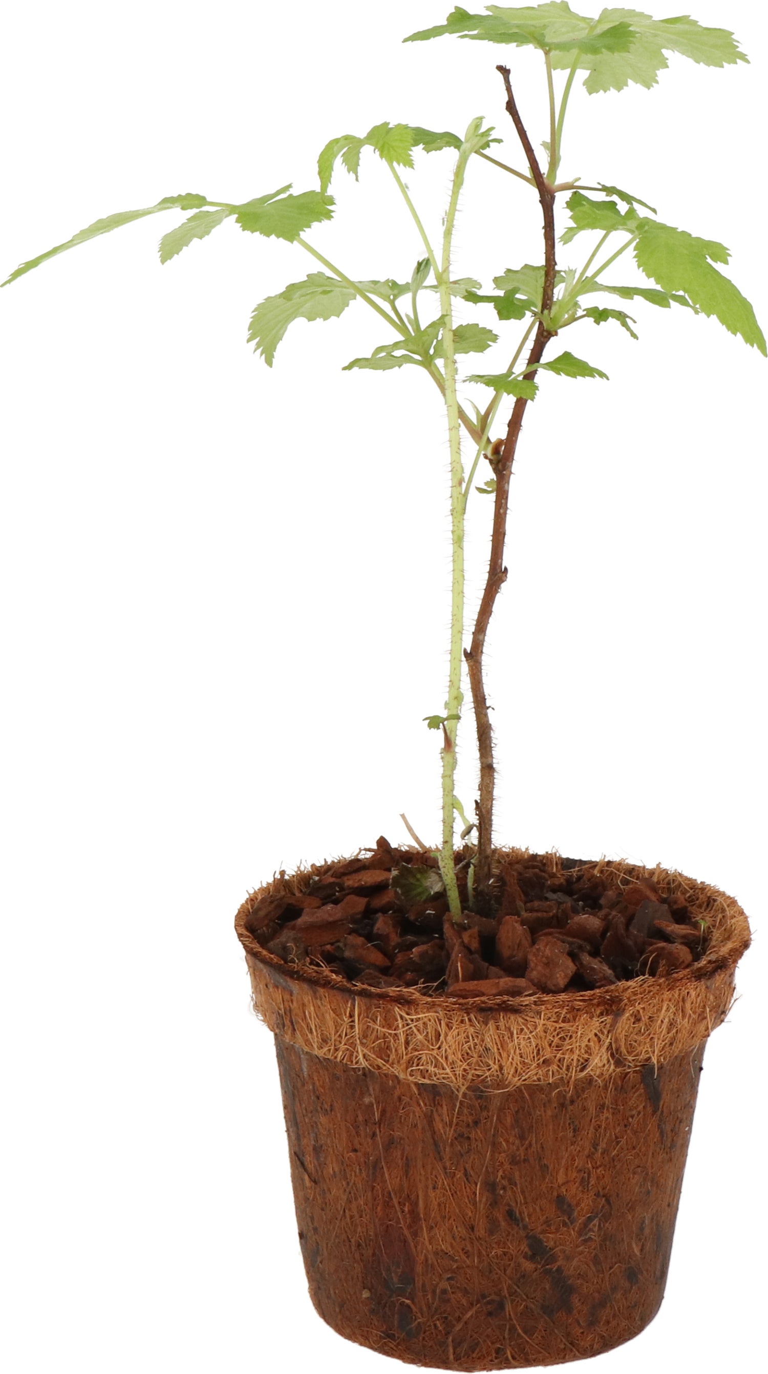 Framboos (Rubus idaeus 'Malling Promise') D 13 H 30 cm