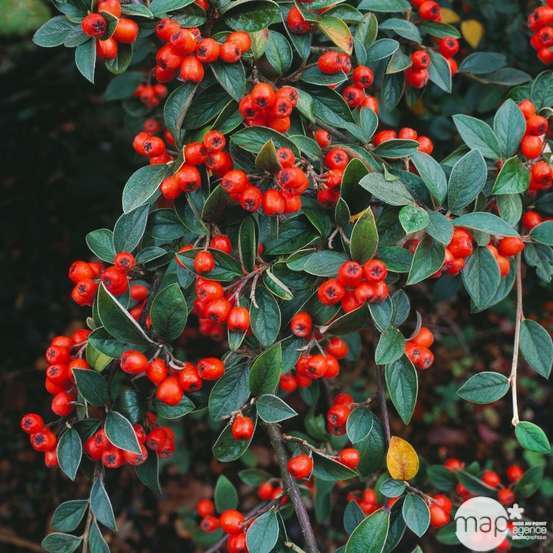 Cotoneaster franchetti : pot 2L