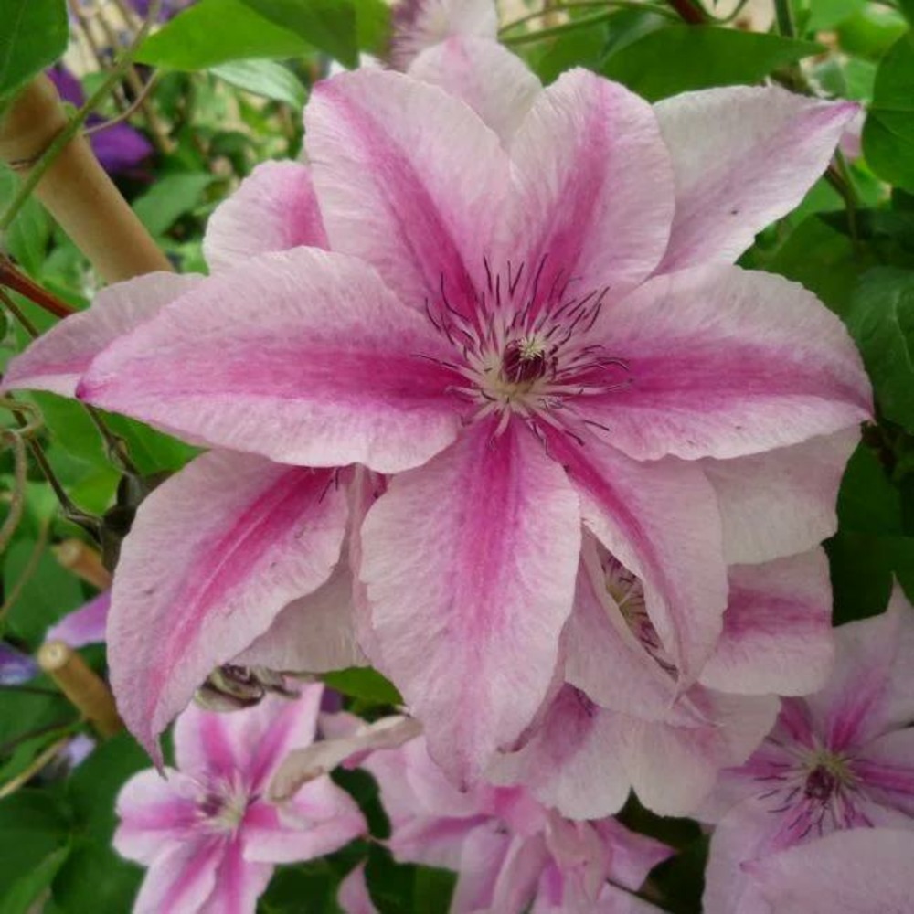 Clématite 'pink fantasy' - clematis 1,5l