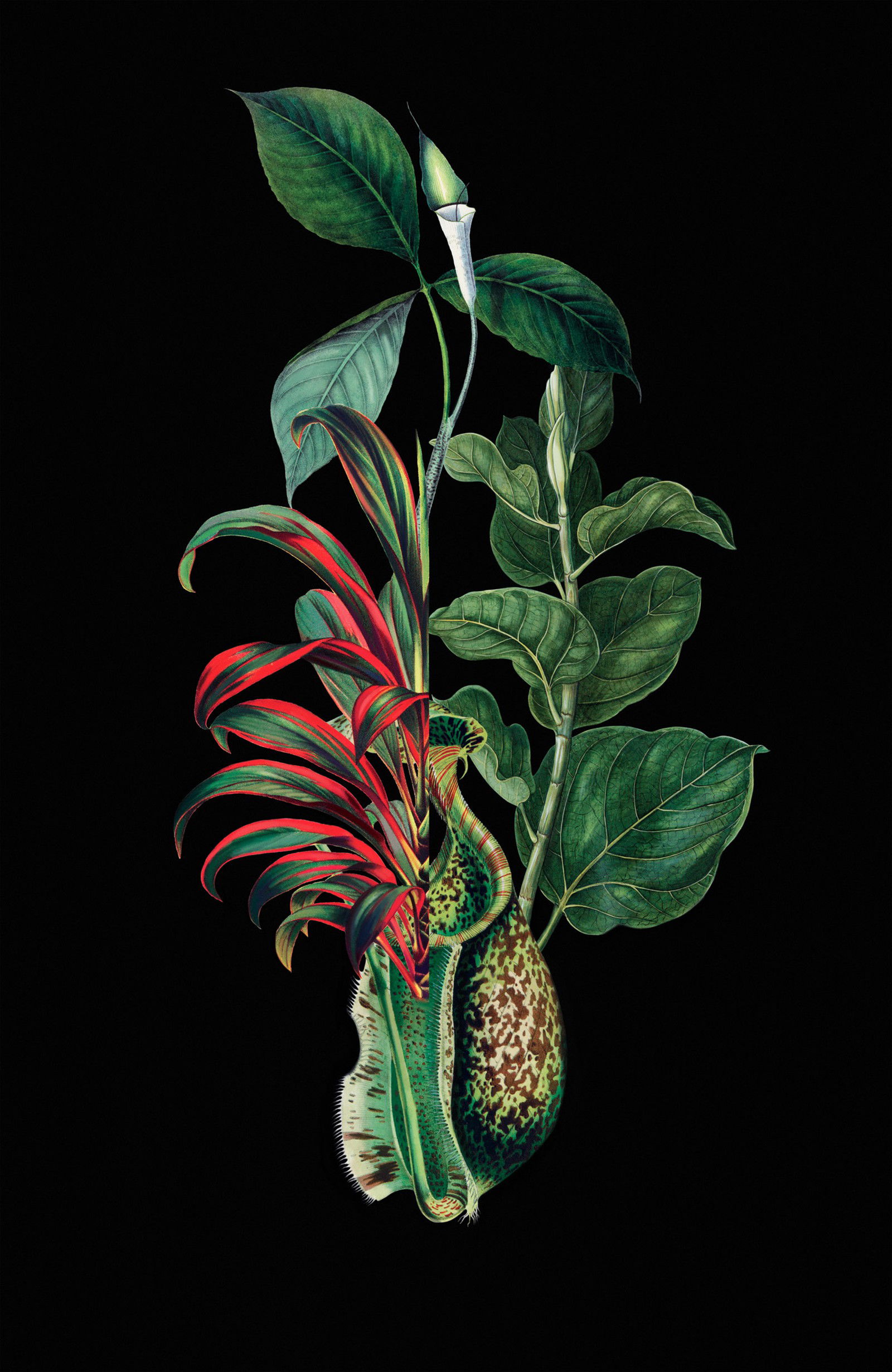 Philonenthus by Rive Roshan - Limited Edition. Edition of: 150. Signed.