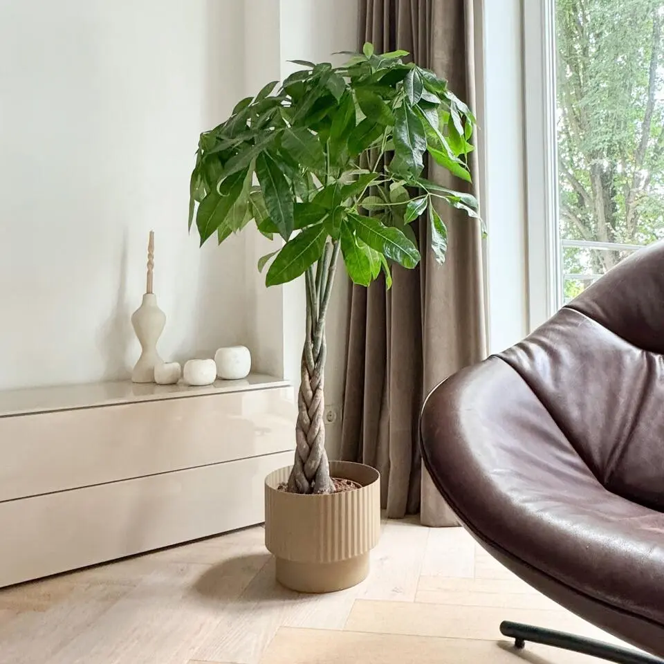 Geldboom - Pachira aquatica - Hoogte 100-120cm - ⌀24cm