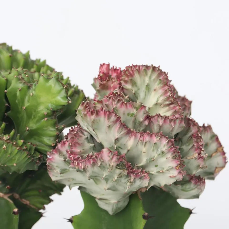 Euphorbia Cactus-set - Set van 2 - Euphorbia 'Lactea' - Hoogte 25-30cm - ⌀12cm