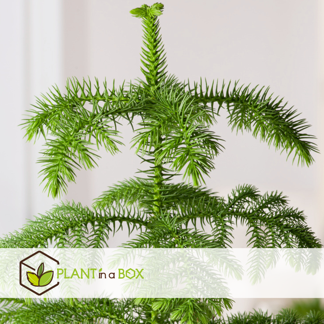 Araucaria heterophylla - pino de norfolk - maceta 21cm - altura 70-80cm