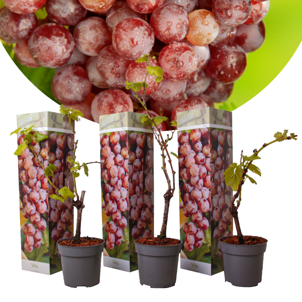 Plants de raisin - set de 3 - vitis vinifera - rouge - pot 9cm - hauteur 25-40cm