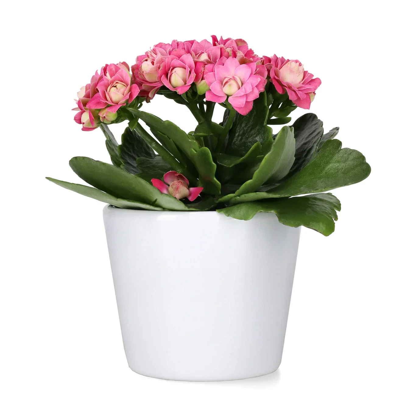 Kalanchoe mini Dark Pink 6cm Ildtopp Høyde 10 cm