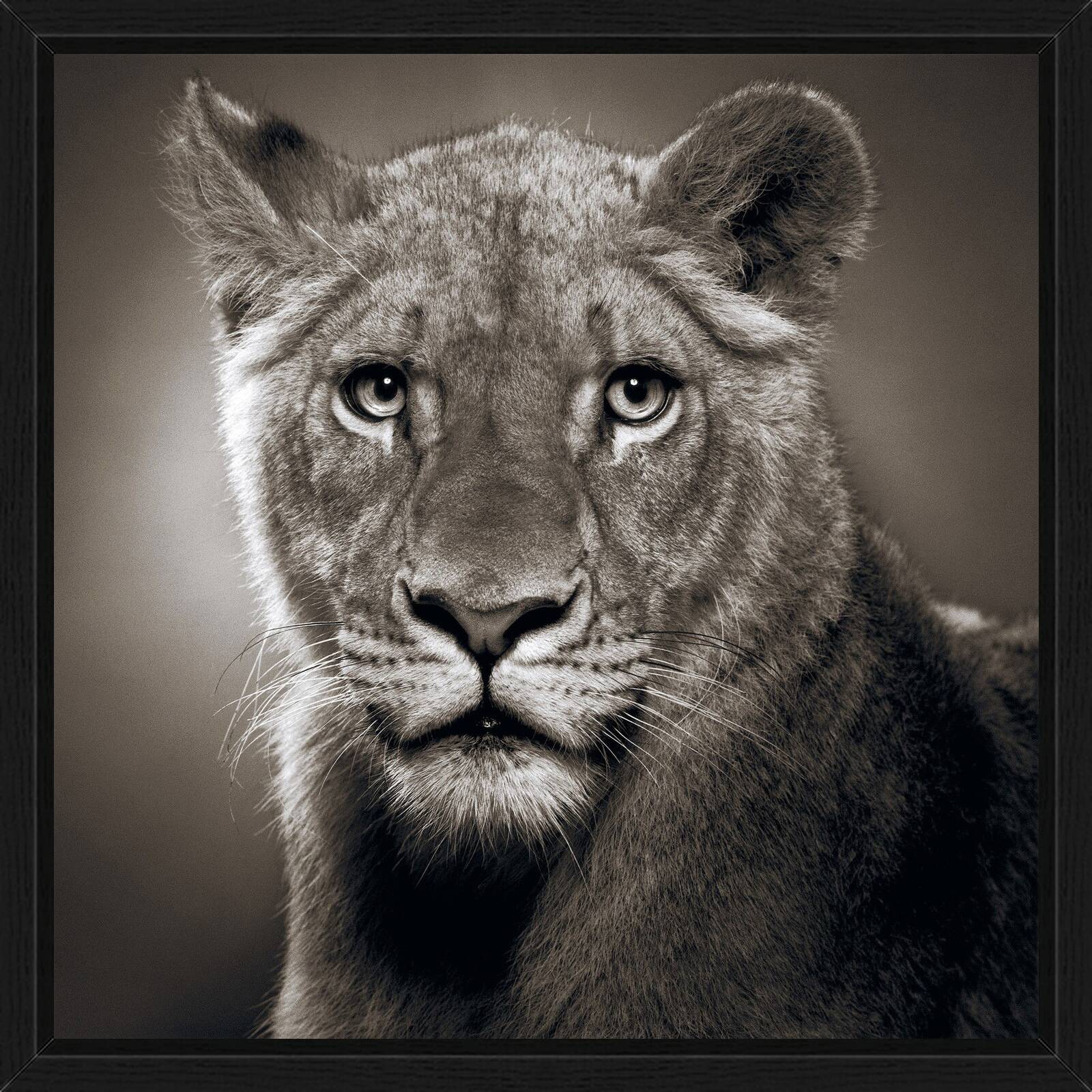 Borani by Alexander Von Reiswitz - Limited Edition. Edition of: 100. Signed.