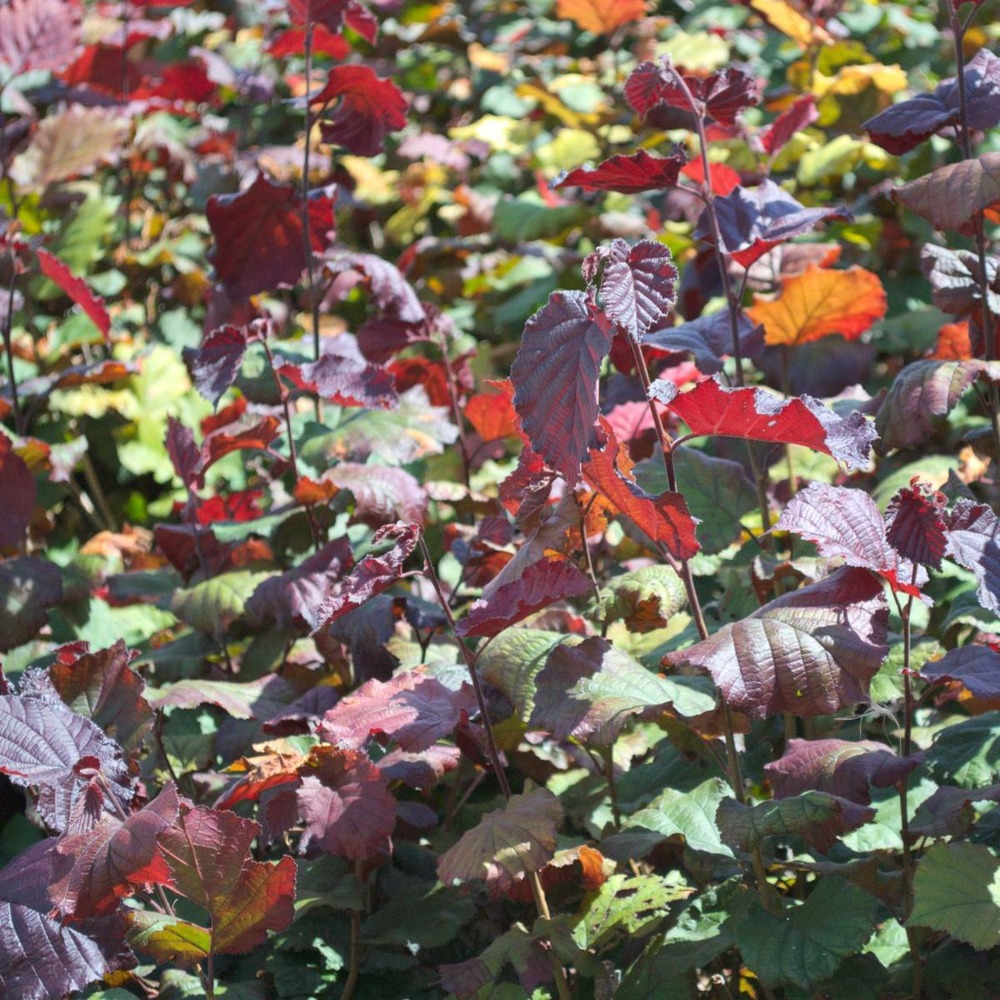 Noisetier avellana maxima purpurea/corylus avellana maxima purpurea[-]pot de 10l
