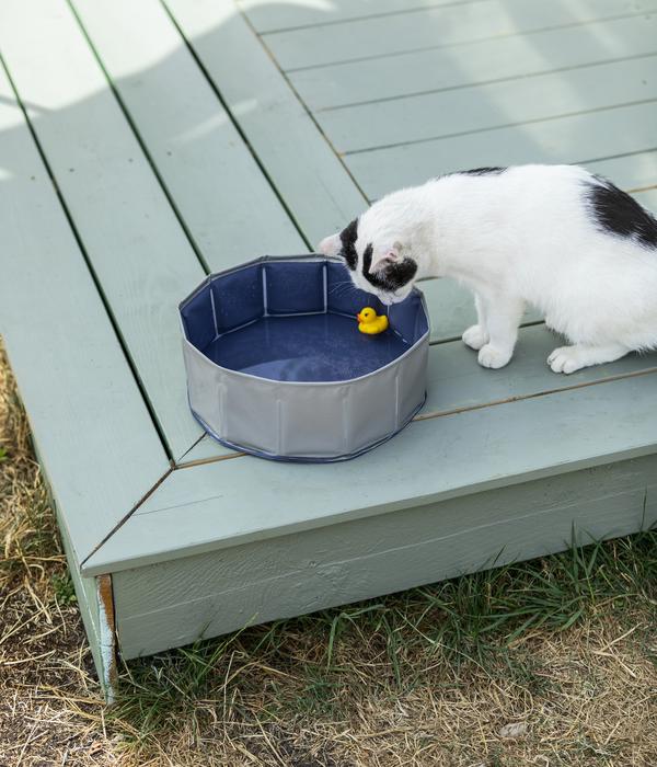 Dehner Lieblinge Katzenpool Water Games, ca.