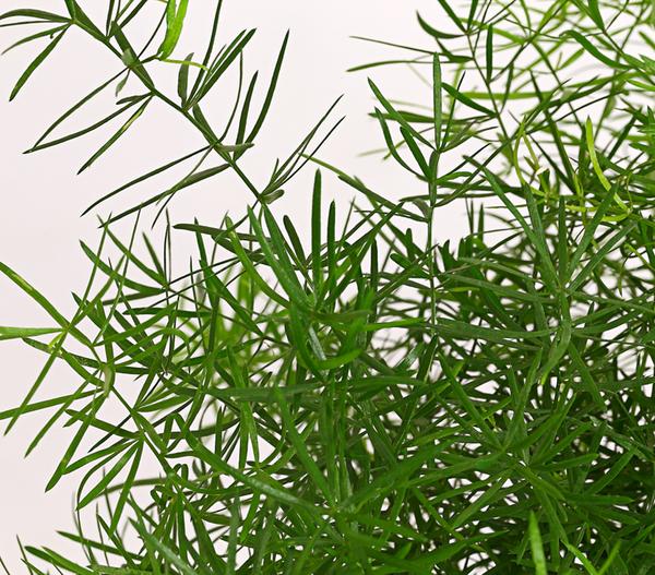 Zierspargel - Asparagus densiflorus