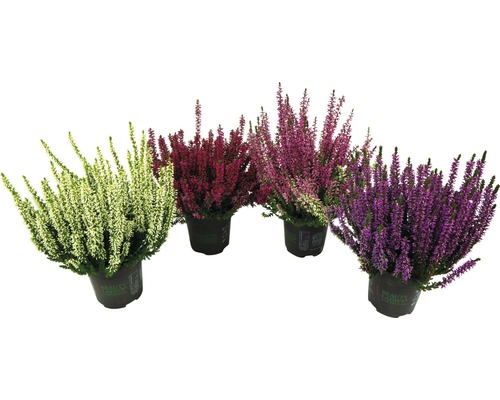 Bud Heather Mix FloraSelf Calluna vulgaris 'Beauty Ladies' Ø 9,5 cm pot, willekeurige variëteitselectie, enkele kleur