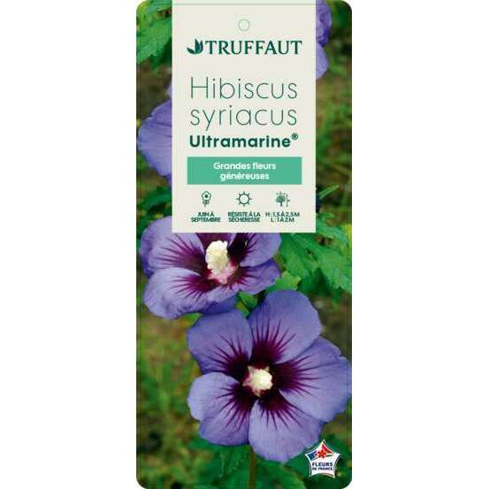Hibiscus syriacus 'Ultramarine®II' :pot 10L