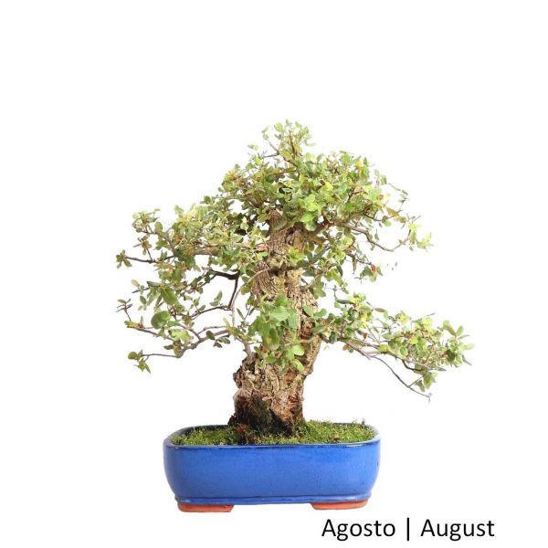 Luso Bonsai Sobreiro Bonsai de 38 anos - 61361A