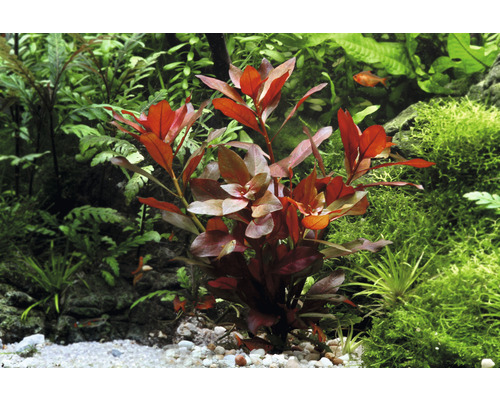 Ludwigie Rubin - Ludwigia repens 'Rubin'