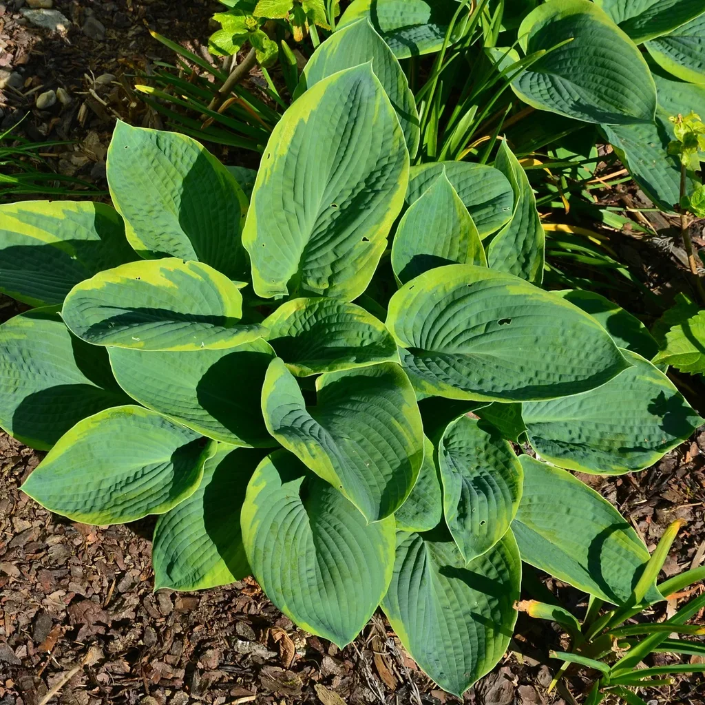 Hosta sieboldiana 'Frances Williams' Bladlilje 'Frances Williams' Ø13 cm